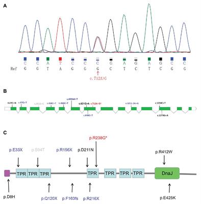 A Novel Potentially Pathogenic Rare Variant in the DNAJC7 Gene Identified in Amyotrophic Lateral Sclerosis Patients From Mainland China